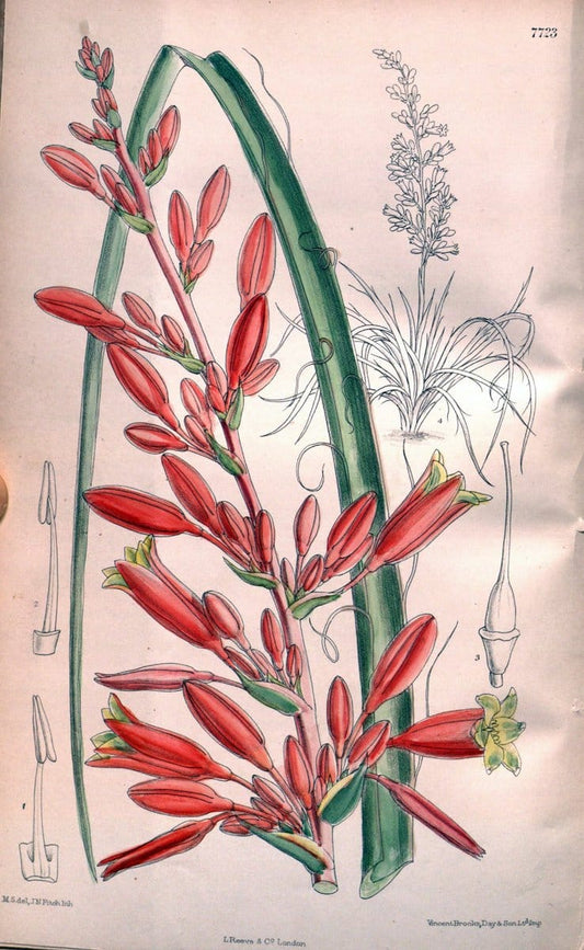 Curtis's botanical magazine. London ;New York [etc.] :Academic Press [etc.]. | Botany Periodicals "Pictorial works"  | Vintage Print Reproduction 452327
