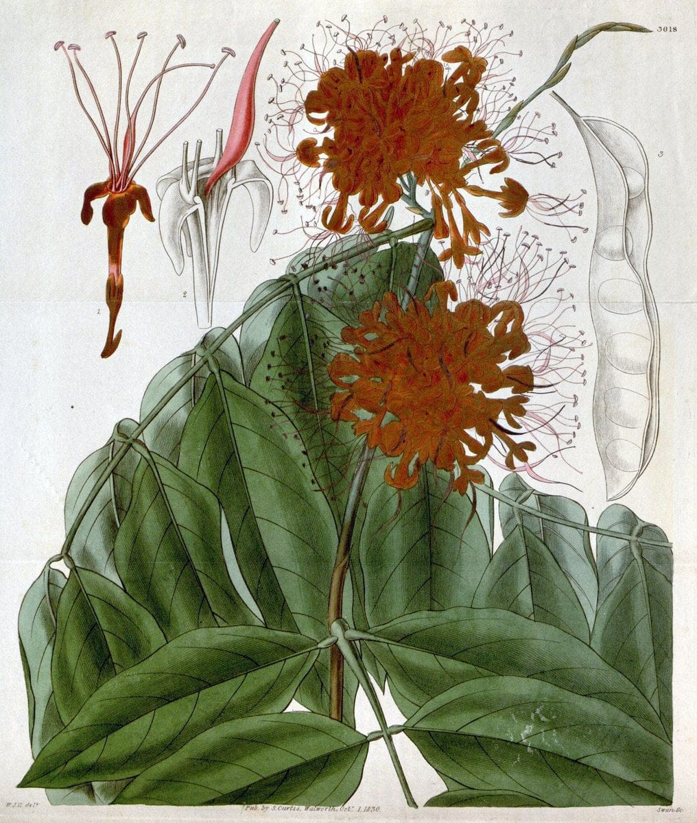 Curtis's botanical magazine. London ;New York [etc.] :Academic Press [etc.]. | Botany Periodicals "Pictorial works"  | Vintage Print Reproduction 452328