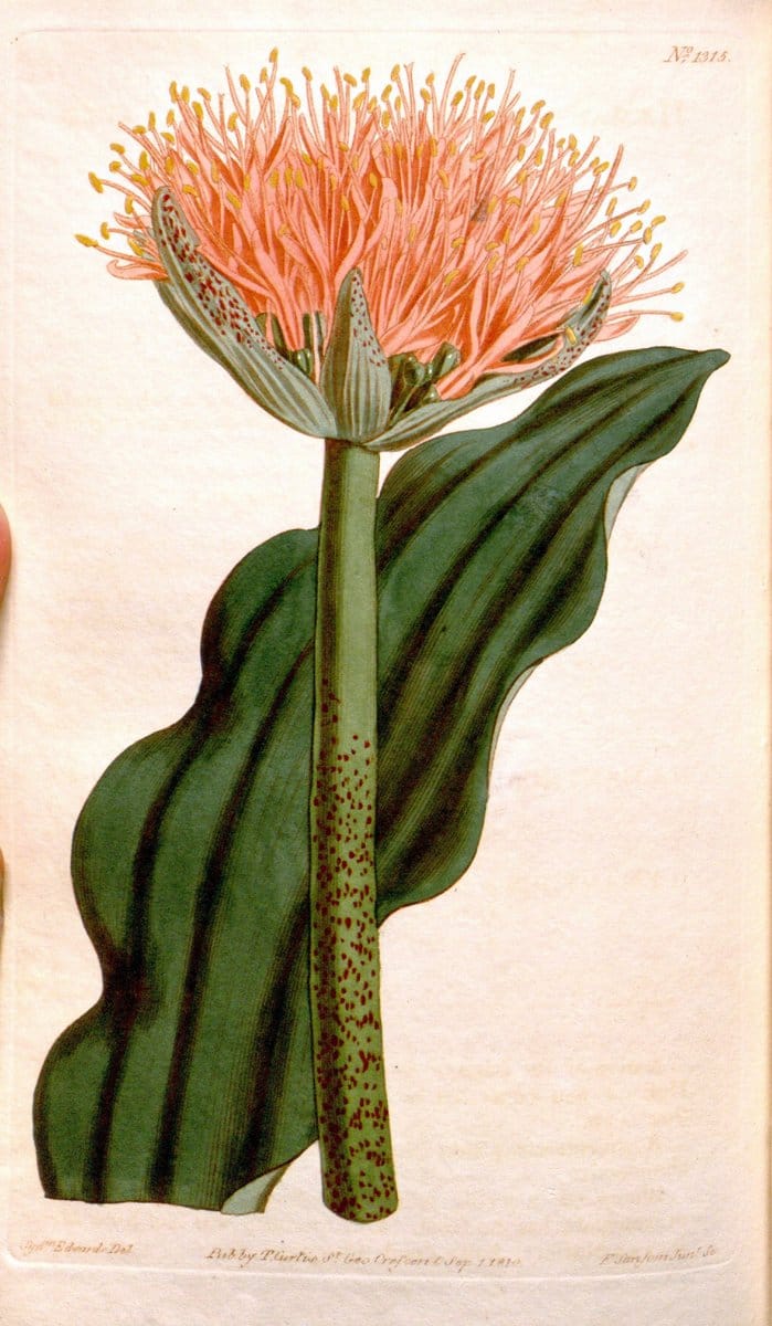 Curtis's botanical magazine. London ; New York [etc.] :Academic Press [etc.]. | "Botanical illustration" Botany Periodicals "Pictorial works" "Plants, Ornamental"  | Vintage Print Reproduction 452329