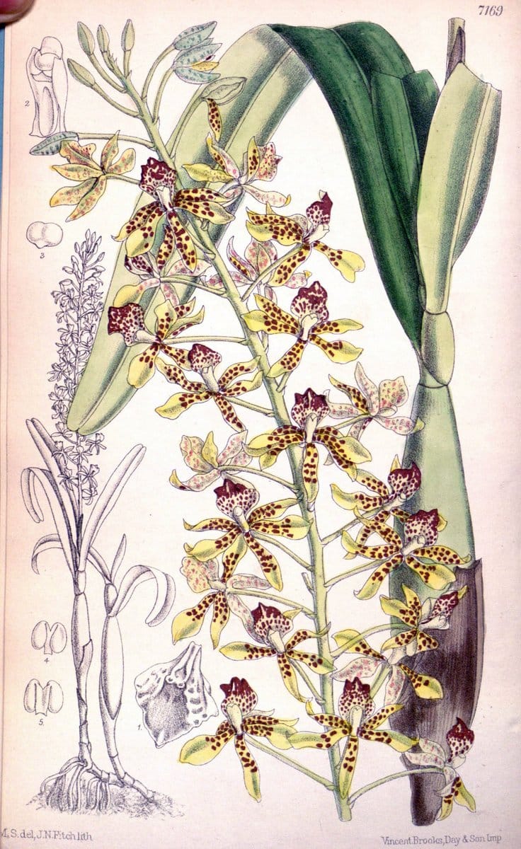 Curtis's botanical magazine. London ; New York [etc.] :Academic Press [etc.]. | "Botanical illustration" Botany Periodicals "Pictorial works" "Plants, Ornamental"  | Vintage Print Reproduction 452331