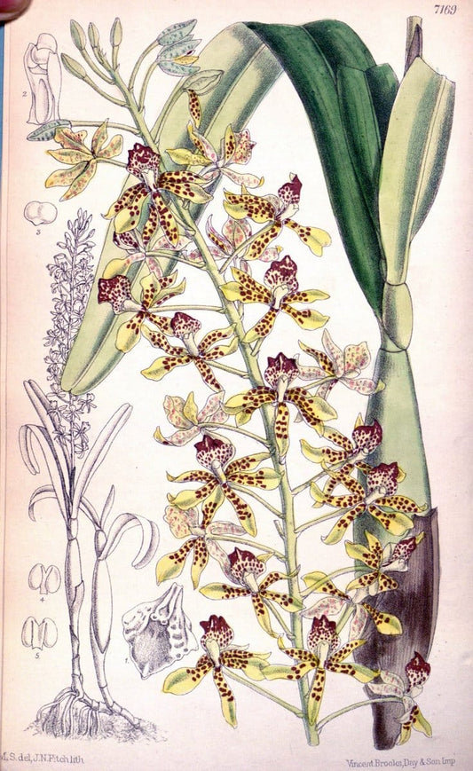 Curtis's botanical magazine. London ; New York [etc.] :Academic Press [etc.]. | "Botanical illustration" Botany Periodicals "Pictorial works" "Plants, Ornamental"  | Vintage Print Reproduction 452331