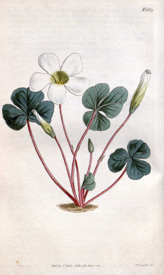 Curtis's botanical magazine. London ; New York [etc.] :Academic Press [etc.]. | "Botanical illustration" Botany Periodicals "Pictorial works" "Plants, Ornamental"  | Vintage Print Reproduction 452334