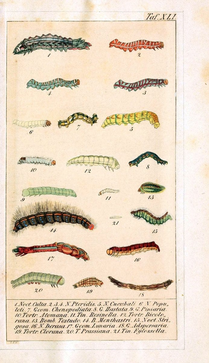 Chronologischer Raupenkalender, oder, Naturgeschichte der europÃ¤ischen RaupenBerlin :Im Verlage von Theodor Bade,1837. |  | Vintage Print Reproduction 452335