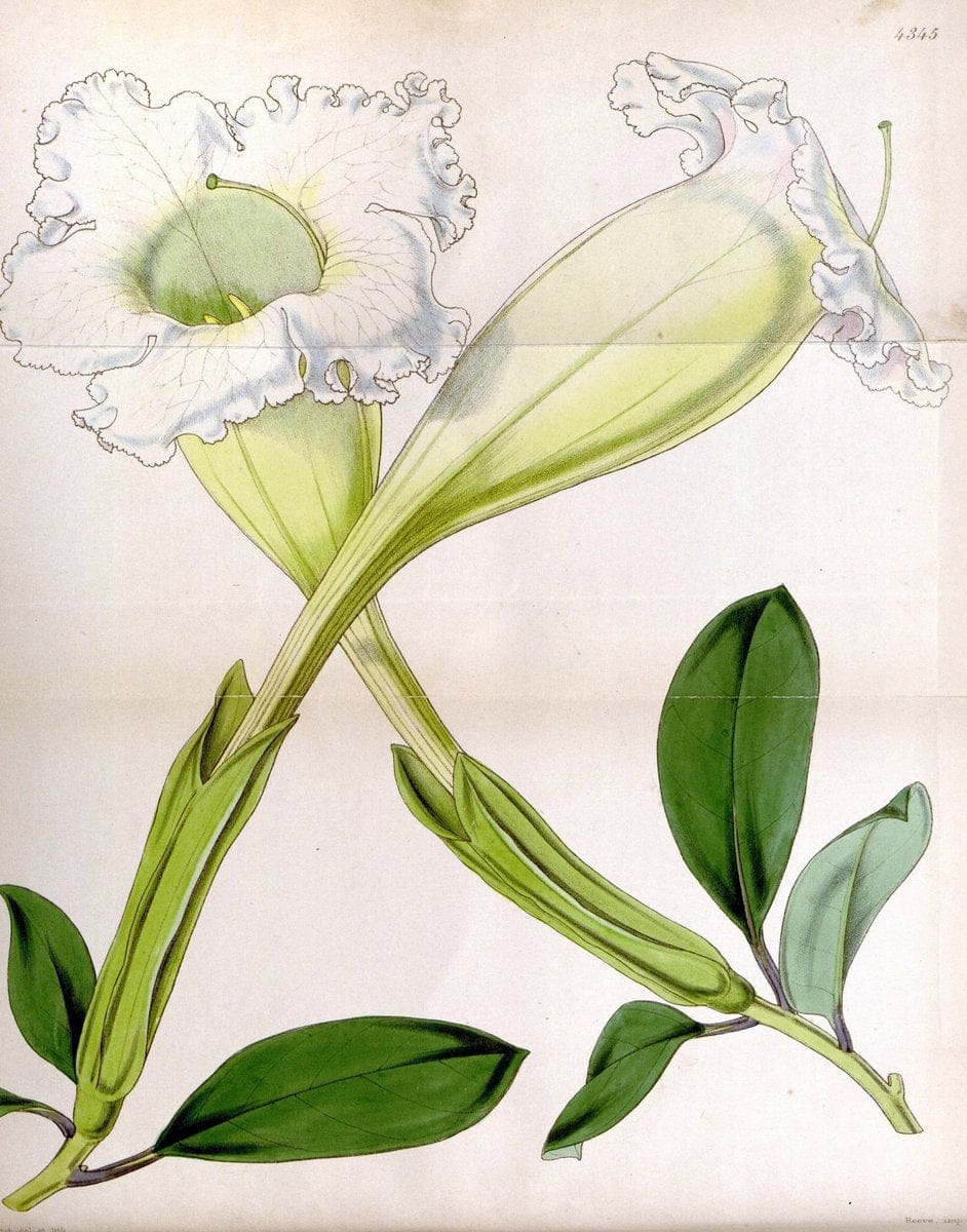 Curtis's botanical magazine. London ; New York [etc.] :Academic Press [etc.]. | "Botanical illustration" Botany Periodicals "Pictorial works" "Plants, Ornamental"  | Vintage Print Reproduction 452336