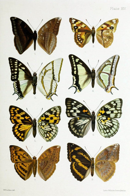 Butterflies from China, Japan, and Corea. London,R.H. Porter,1892-94.  | Butterflies China Japan Korea  | Vintage Print Reproduction 452337