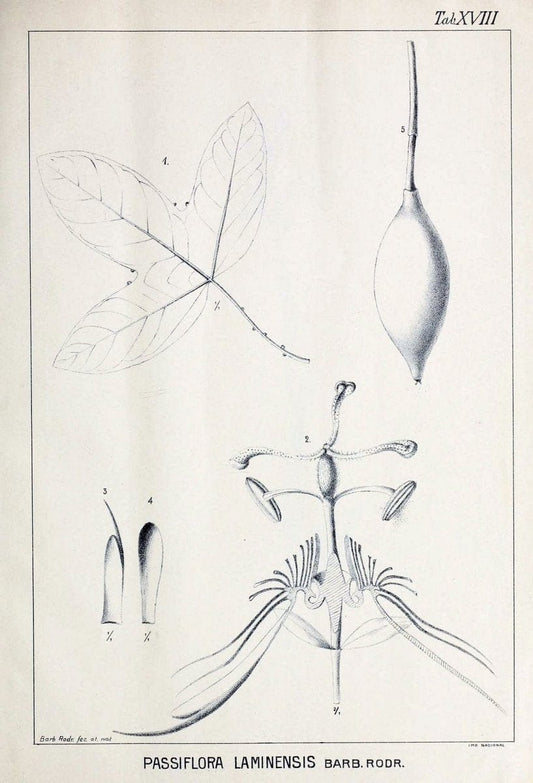 Contributions du Jardin botanique de Rio de Janeiro /.Rio de Janeiro :L'Etoile du Sud,1901-1907.  | Botany Brazil | Vintage Print Reproduction 452338