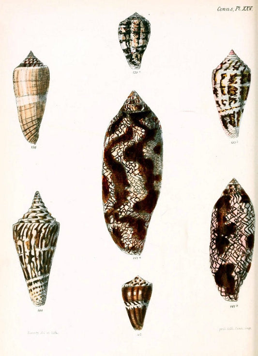 Conchologia iconica, or, Illustrations of the shells of molluscous animals. v.1London :Reeve, Brothers,1843-1878. | Mollusks "Pictorial works" Shells  | Vintage Print Reproduction 452339
