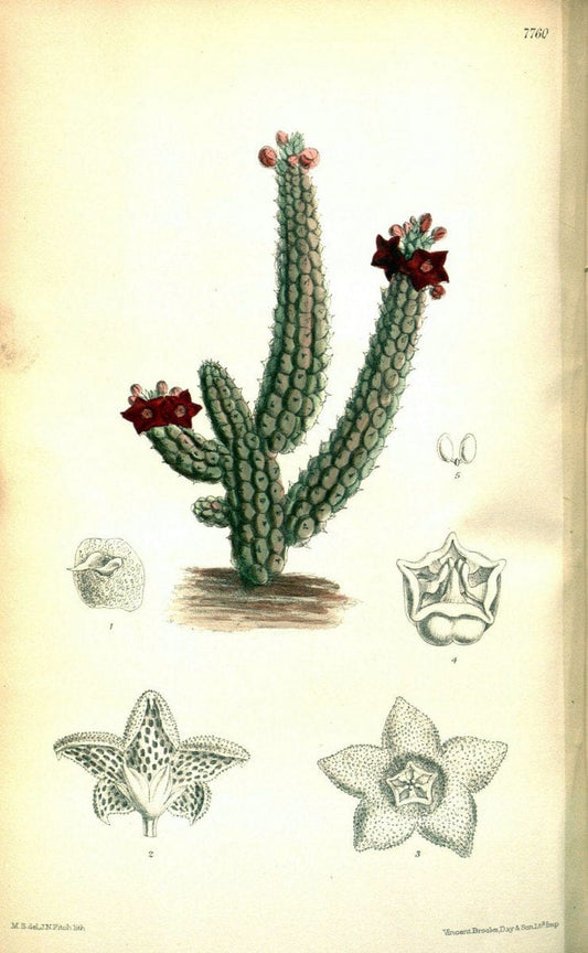 Curtis's botanical magazine. London ; New York [etc.] :Academic Press [etc.]. | "Botanical illustration" Botany Periodicals "Pictorial works" "Plants, Ornamental"  | Vintage Print Reproduction 452340