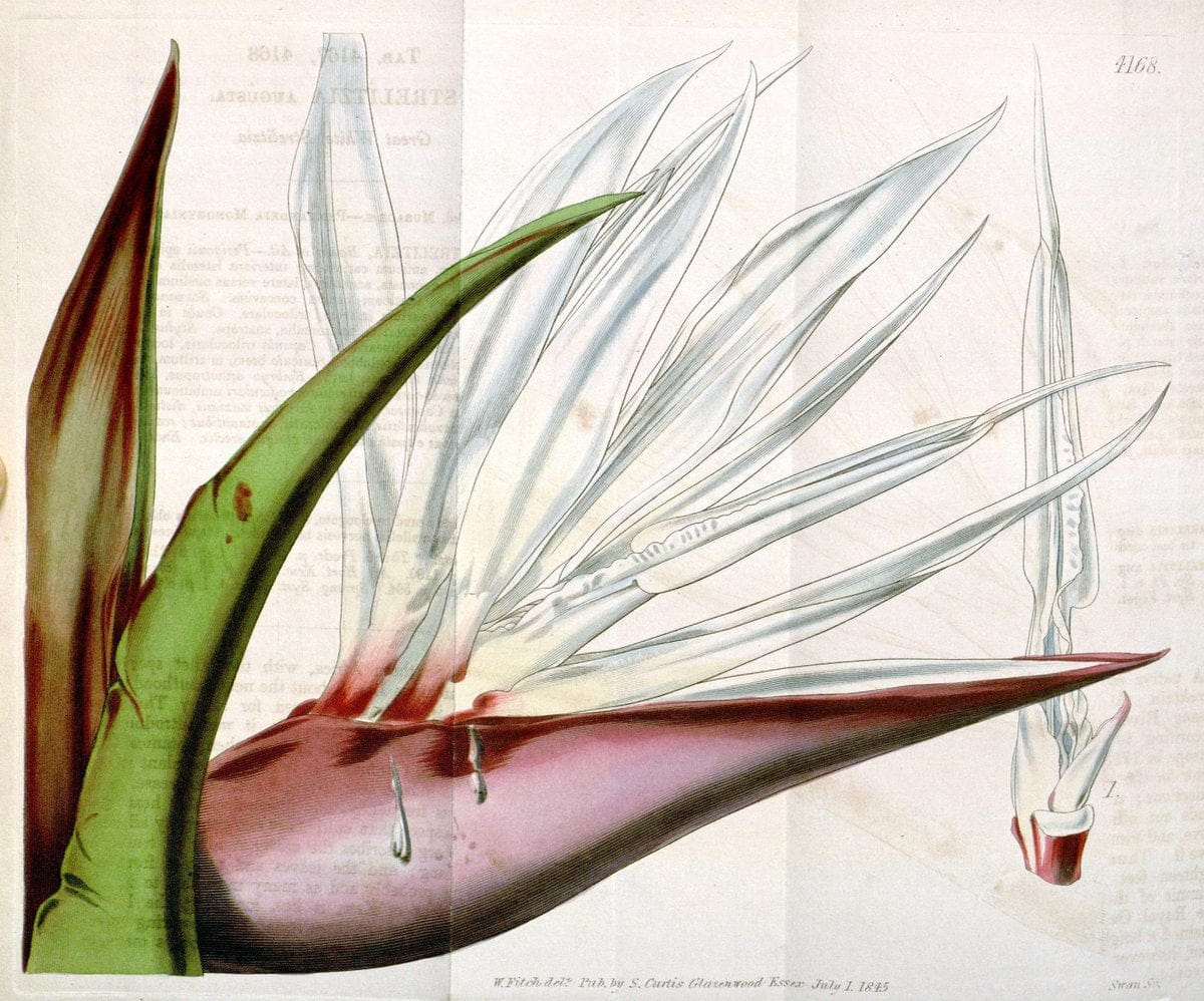 Curtis's botanical magazine. London ; New York [etc.] :Academic Press [etc.]. | "Botanical illustration" Botany Periodicals "Pictorial works" "Plants, Ornamental"  | Vintage Print Reproduction 452341