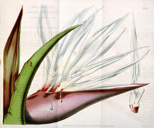 Curtis's botanical magazine. London ; New York [etc.] :Academic Press [etc.]. | "Botanical illustration" Botany Periodicals "Pictorial works" "Plants, Ornamental"  | Vintage Print Reproduction 452341