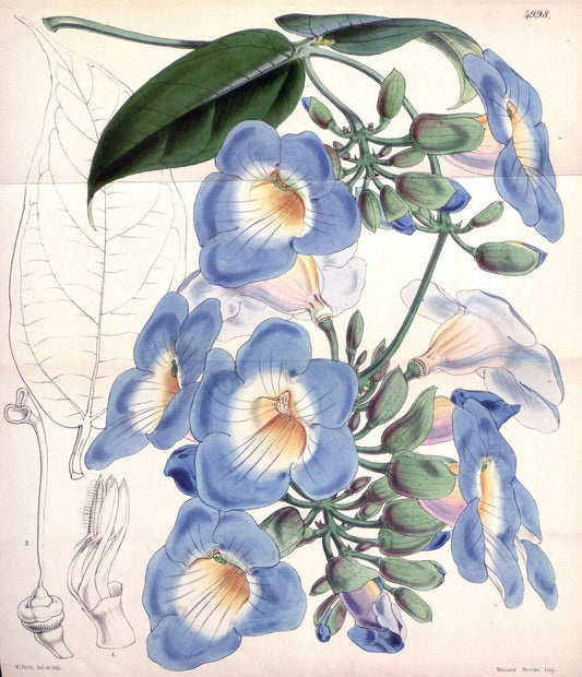 Curtis's botanical magazine. London ; New York [etc.] :Academic Press [etc.]. | "Botanical illustration" Botany Periodicals "Pictorial works" "Plants, Ornamental"  | Vintage Print Reproduction 452342