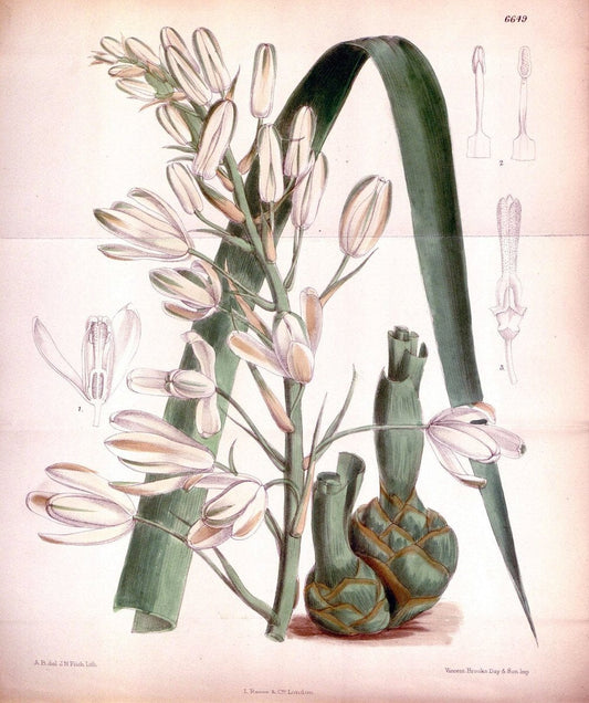 Curtis's botanical magazine. London ; New York [etc.] :Academic Press [etc.]. | "Botanical illustration" Botany Periodicals "Pictorial works" "Plants, Ornamental"  | Vintage Print Reproduction 452343