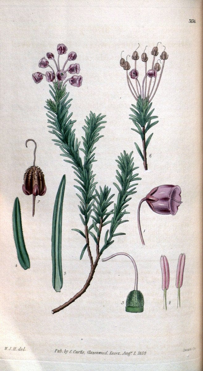 Curtis's botanical magazine. London ; New York [etc.] :Academic Press [etc.]. | "Botanical illustration" Botany Periodicals "Pictorial works" "Plants, Ornamental"  | Vintage Print Reproduction 452344