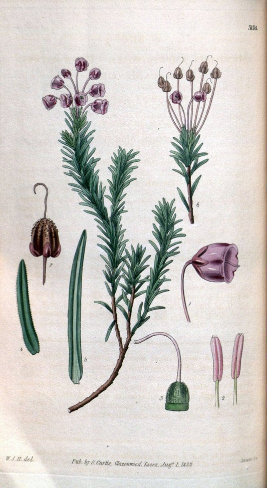 Curtis's botanical magazine. London ; New York [etc.] :Academic Press [etc.]. | "Botanical illustration" Botany Periodicals "Pictorial works" "Plants, Ornamental"  | Vintage Print Reproduction 452344
