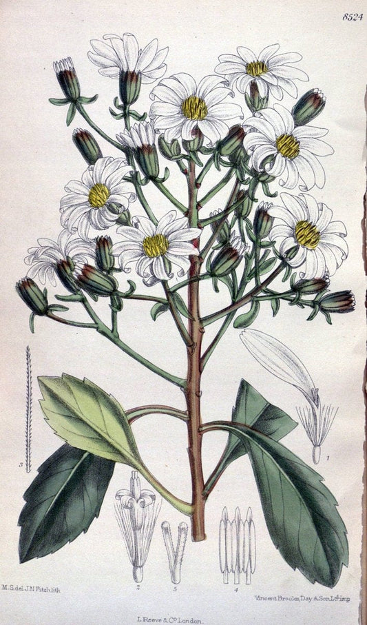 Curtis's botanical magazine. London ; New York [etc.] :Academic Press [etc.]. | "Botanical illustration" Botany Periodicals "Pictorial works" "Plants, Ornamental"  | Vintage Print Reproduction 452345