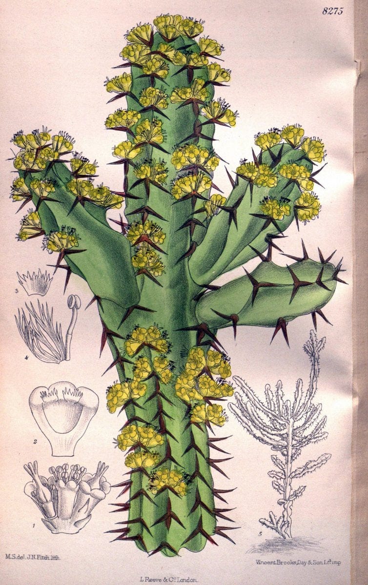 Curtis's botanical magazine. London ; New York [etc.] :Academic Press [etc.]. | "Botanical illustration" Botany Periodicals "Pictorial works" "Plants, Ornamental"  | Vintage Print Reproduction 452346