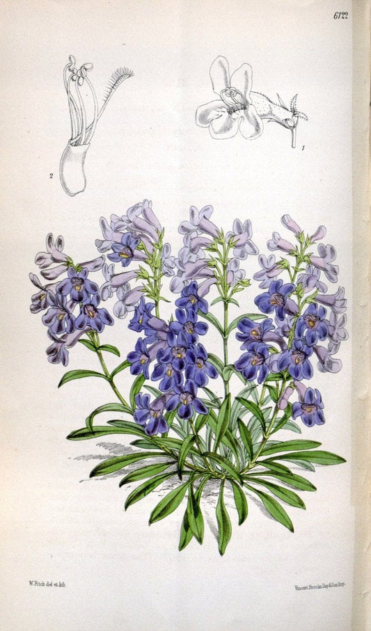Curtis's botanical magazine. London ; New York [etc.] :Academic Press [etc.]. | "Botanical illustration" Botany Periodicals "Pictorial works" "Plants, Ornamental"  | Vintage Print Reproduction 452347