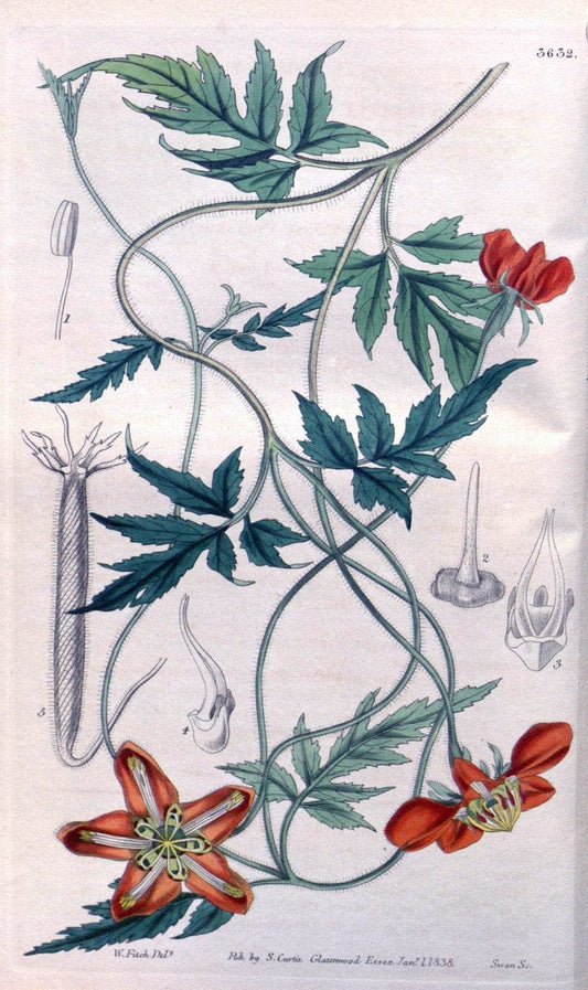 Curtis's botanical magazine..London ;New York [etc.] :Academic Press [etc.]. |  | Vintage Print Reproduction 452348