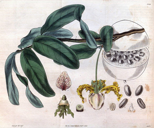 Curtis's botanical magazine..London ;New York [etc.] :Academic Press [etc.]. |  | Vintage Print Reproduction 452349