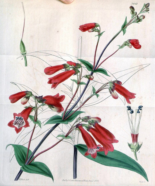 Curtis's botanical magazine..London ;New York [etc.] :Academic Press [etc.]. |  | Vintage Print Reproduction 452350