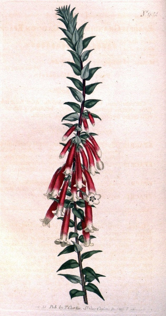 Curtis's botanical magazine. London ;New York [etc.] :Academic Press [etc.]. | Botany Periodicals "Pictorial works"  | Vintage Print Reproduction 452351