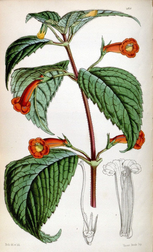 Curtis's botanical magazine. London ;New York [etc.] :Academic Press [etc.]. | Botany Periodicals "Pictorial works"  | Vintage Print Reproduction 452352