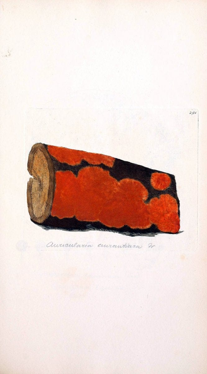 Coloured figures of English fungi or mushrooms. London,Printed by J. Davis,1797-[1809]. | England Mushrooms  | Vintage Print Reproduction 452353
