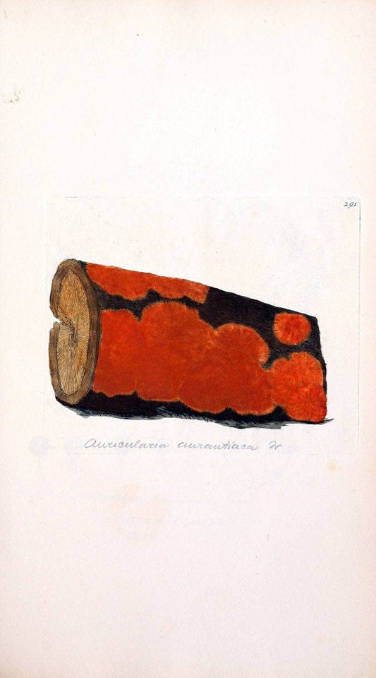 Coloured figures of English fungi or mushrooms. London,Printed by J. Davis,1797-[1809]. | England Mushrooms  | Vintage Print Reproduction 452353