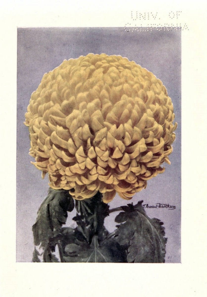 Chrysanthemums /.New York :Frederick A. Stokes Co. [ca1914]. | Chrysanthemums Floriculture  | Vintage Print Reproduction 452356