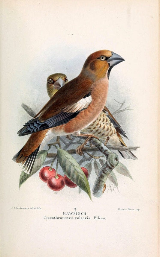 Coloured figures of the birds of the British Islands / issued by Lord Lilford. London :R | 59.82(42) Birds "Great Britain" "Pictorial works"  | Vintage Print Reproduction 452357