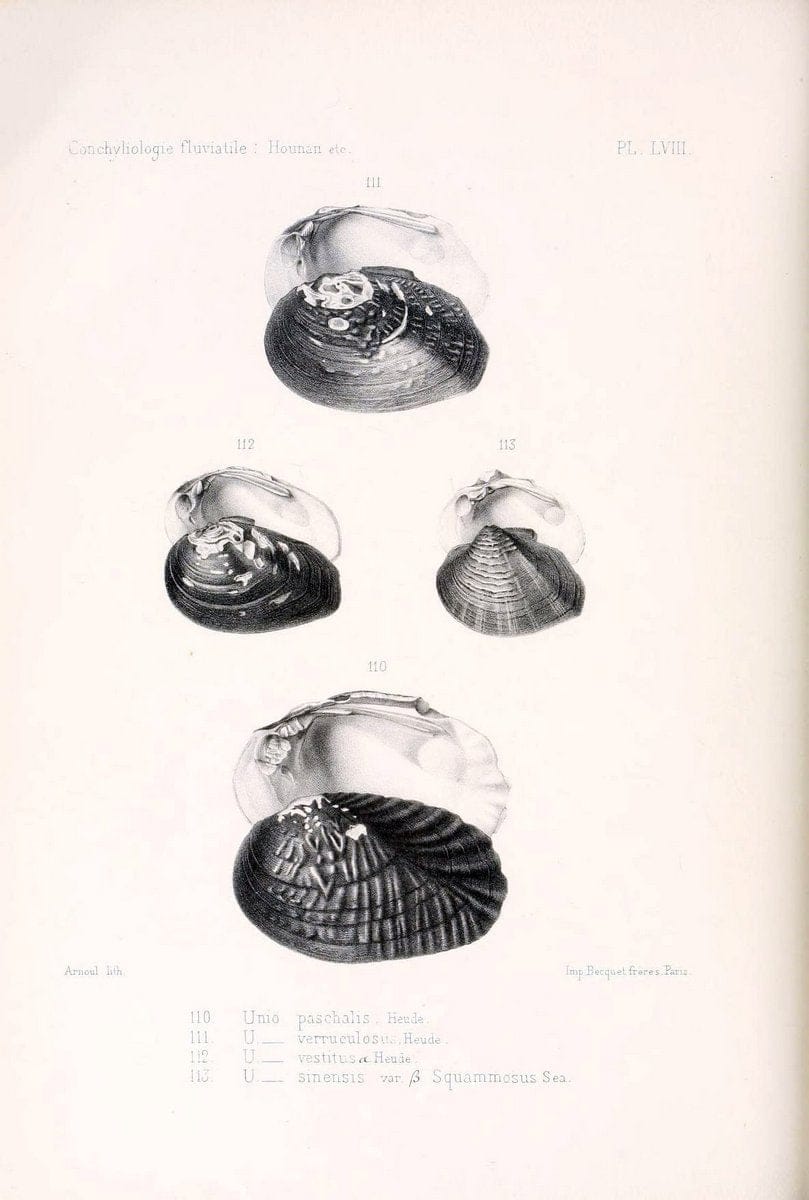 Conchyliologie fluviatile de la province de Nanking et de la Chine centrale /.Paris :Savy,[1875-1885]. | China Mollusks "Nanjing (Jiangsu Sheng)"  | Vintage Print Reproduction 452358