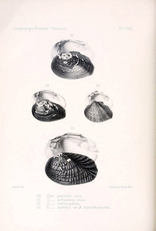 Conchyliologie fluviatile de la province de Nanking et de la Chine centrale /.Paris :Savy,[1875-1885]. | China Mollusks "Nanjing (Jiangsu Sheng)"  | Vintage Print Reproduction 452358