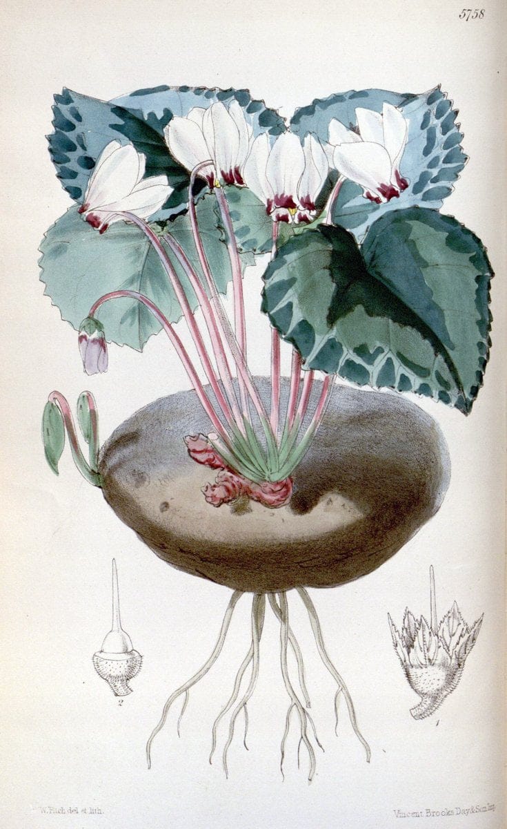 Curtis's botanical magazine. London ; New York [etc.] :Academic Press [etc.]. | "Botanical illustration" Botany Periodicals "Pictorial works" "Plants, Ornamental"  | Vintage Print Reproduction 452360