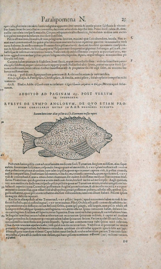 Conradi Gesneri medici Tigurini Historiae animalium liber IV :.Francofurti :In Bibliopol | "Early works to 1800" Fishes Mollusks "Pre-Linnean works" Zoology | Vintage Print Reproduction 452361