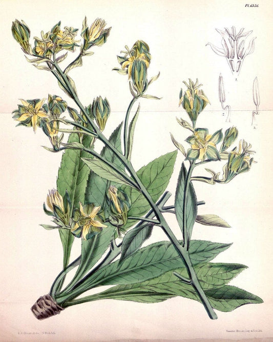 Curtis's botanical magazine. London ; New York [etc.] :Academic Press [etc.]. | "Botanical illustration" Botany Periodicals "Pictorial works" "Plants, Ornamental"  | Vintage Print Reproduction 452362