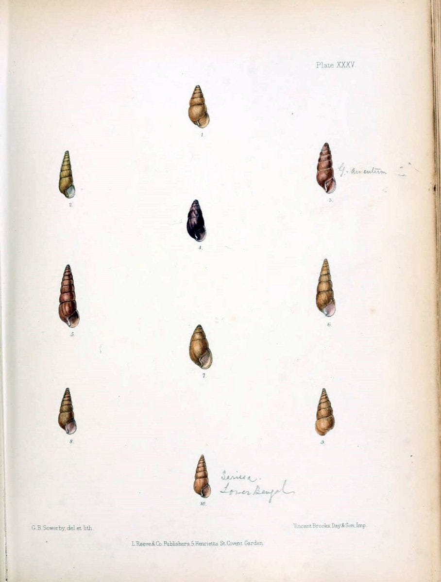 Conchologia indica,.London,1870-1876.  | India Mollusks Shells  | Vintage Print Reproduction 452364