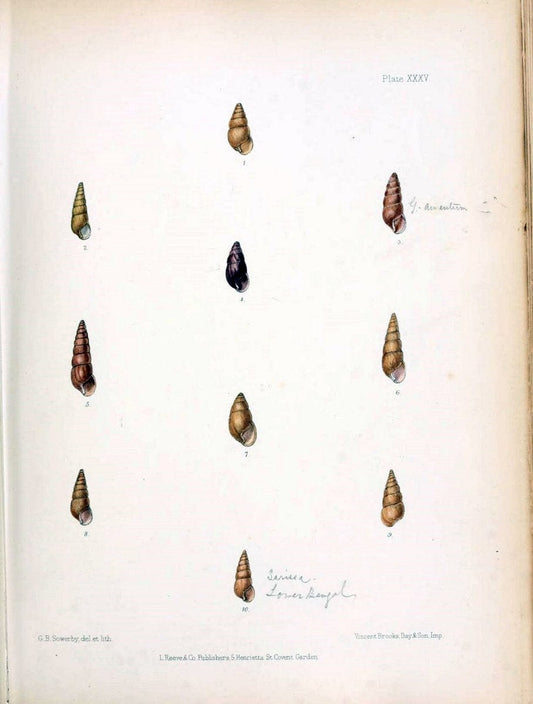 Conchologia indica,.London,1870-1876.  | India Mollusks Shells  | Vintage Print Reproduction 452364