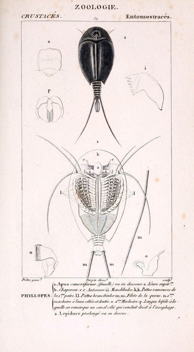 ConsidÃ©rations gÃ©nÃ©rales sur la classe des crustacÃ©s :.Paris :F.G. Levrault,1825.  | Crustacea France Zoology  | Vintage Print Reproduction 452365