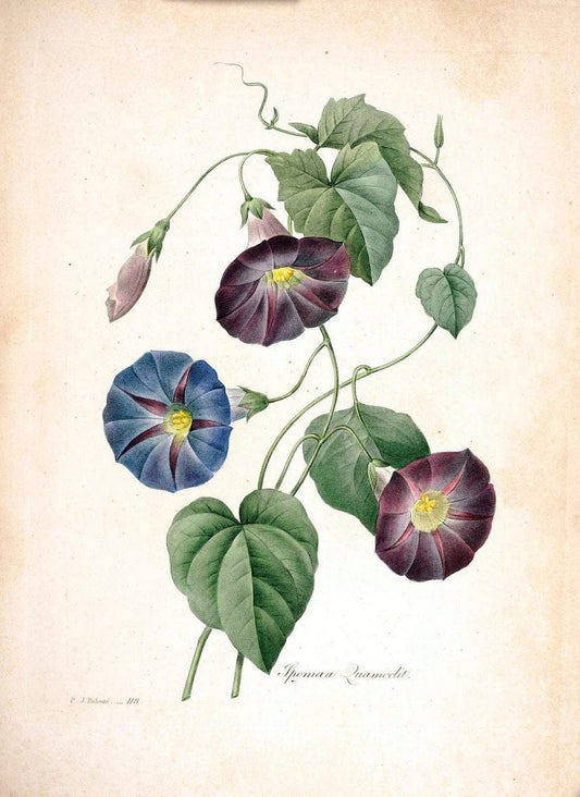 Choix des plus belles fleurs :.Paris:Ernest Panckoucke,[1833].. |  | Vintage Print Reproduction 452367