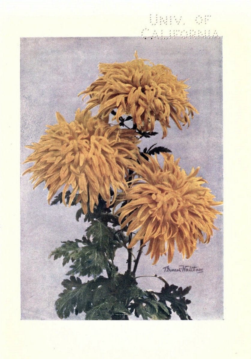 Chrysanthemums /.New York :Frederick A. Stokes Co. [ca1914]. | Chrysanthemums Floriculture  | Vintage Print Reproduction 452368