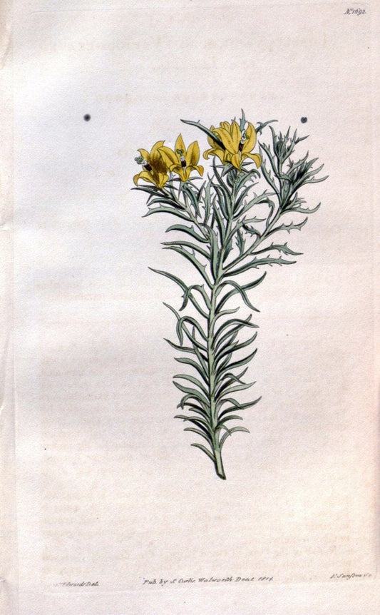 Curtis's botanical magazine. London ; New York [etc.] :Academic Press [etc.]. | "Botanical illustration" Botany Periodicals "Pictorial works" "Plants, Ornamental"  | Vintage Print Reproduction 452369