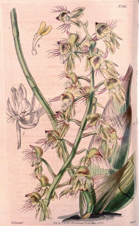 Curtis's botanical magazine. London ; New York [etc.] :Academic Press [etc.]. | "Botanical illustration" Botany Periodicals "Pictorial works" "Plants, Ornamental"  | Vintage Print Reproduction 452371