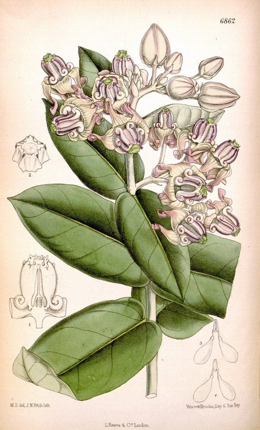 Curtis's botanical magazine. London ; New York [etc.] :Academic Press [etc.]. | "Botanical illustration" Botany Periodicals "Pictorial works" "Plants, Ornamental"  | Vintage Print Reproduction 452374