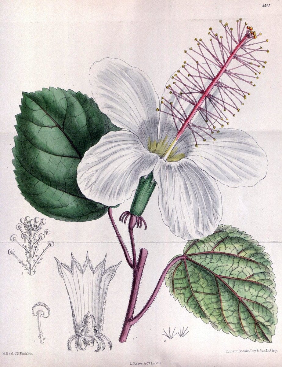 Curtis's botanical magazine. London ; New York [etc.] :Academic Press [etc.]. | "Botanical illustration" Botany Periodicals "Pictorial works" "Plants, Ornamental"  | Vintage Print Reproduction 452376