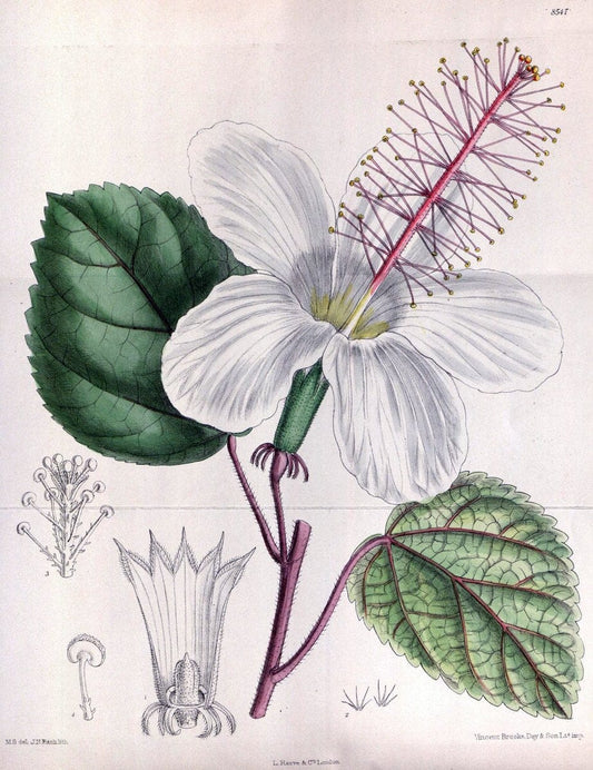 Curtis's botanical magazine. London ; New York [etc.] :Academic Press [etc.]. | "Botanical illustration" Botany Periodicals "Pictorial works" "Plants, Ornamental"  | Vintage Print Reproduction 452376