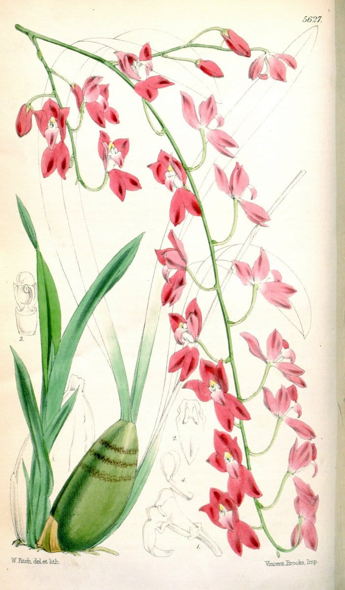 Curtis's botanical magazine. London ; New York [etc.] :Academic Press [etc.]. | "Botanical illustration" Botany Periodicals "Pictorial works" "Plants, Ornamental"  | Vintage Print Reproduction 452377
