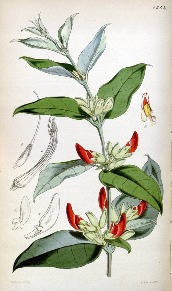 Curtis's botanical magazine. London ; New York [etc.] :Academic Press [etc.]. | "Botanical illustration" Botany Periodicals "Pictorial works" "Plants, Ornamental"  | Vintage Print Reproduction 452378