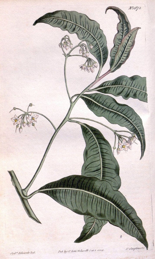 Curtis's botanical magazine. London ; New York [etc.] :Academic Press [etc.]. | "Botanical illustration" Botany Periodicals "Pictorial works" "Plants, Ornamental"  | Vintage Print Reproduction 452380