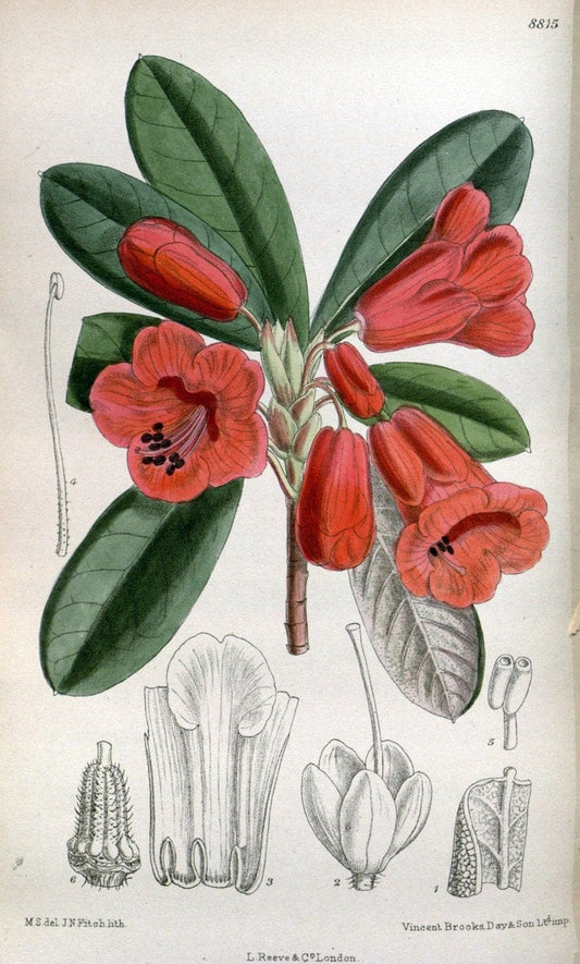Curtis's botanical magazine. London ; New York [etc.] :Academic Press [etc.]. | "Botanical illustration" Botany Periodicals "Pictorial works" "Plants, Ornamental"  | Vintage Print Reproduction 452381