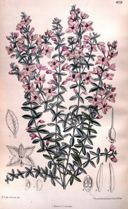 Curtis's botanical magazine. London ; New York [etc.] :Academic Press [etc.]. | "Botanical illustration" Botany Periodicals "Pictorial works" "Plants, Ornamental"  | Vintage Print Reproduction 452382